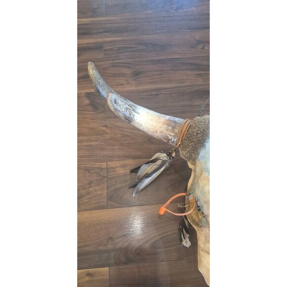 Cow Skull, Authentic Handpainted Bear on the front Wall Hanging, damaged - Picture 3 of 12